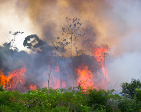 A Amazônia incendiada e os lacaios da morte